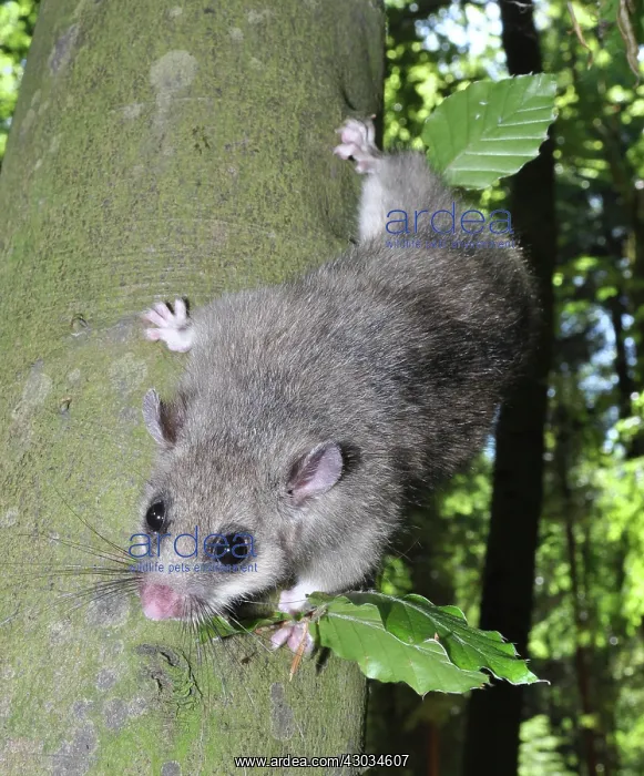 : Edible dormouse climbing down a beech tree, Europe : Edible dormouse climbing down a beech tree, Europe