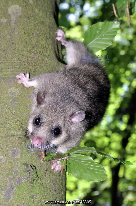: Edible dormouse climbing down a beech tree, Europe : Edible dormouse climbing down a beech tree, Europe