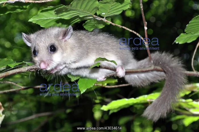 : Edible dormouse climbing warily in beech tree, Europe : Edible dormouse climbing warily in beech tree, Europe