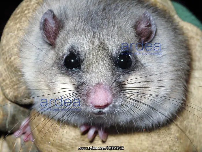 : Edible Dormouse - fattened up for winter : Edible Dormouse - fattened up for winter