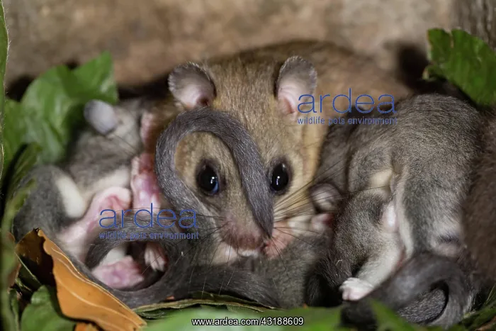 : Edible dormouse (Glis glis), female with youngs : Edible dormouse (Glis glis), female with youngs