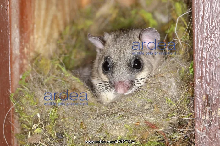 : Edible dormouse (Glis glis) looks out of his nest : Edible dormouse (Glis glis) looks out of his nest