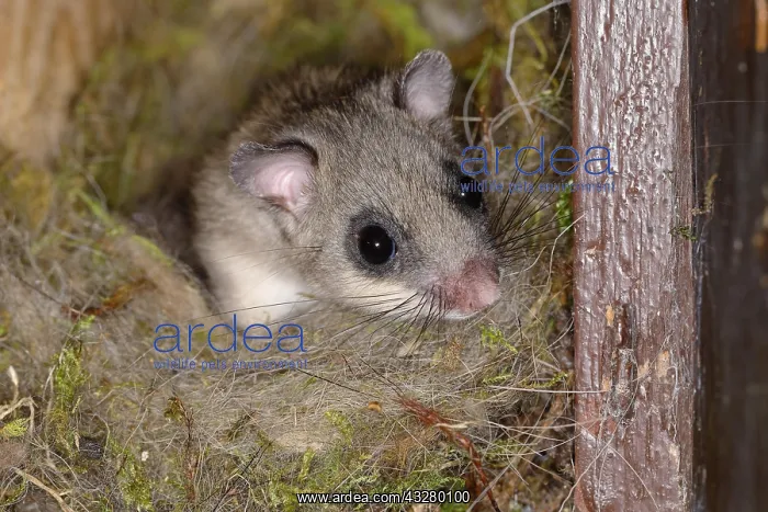 : Edible dormouse (Glis glis) looks out of his nest : Edible dormouse (Glis glis) looks out of his nest