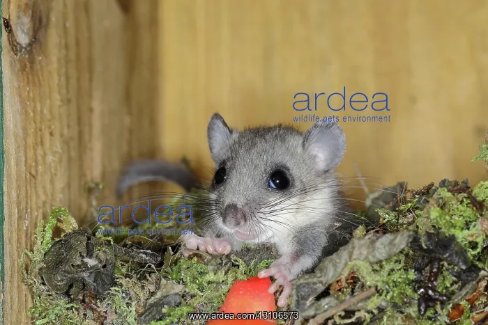 : Edible dormouse (Glis glis) in a nesting box as : Edible dormouse (Glis glis) in a nesting box as