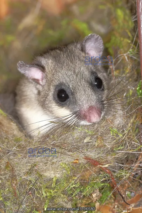 : Edible dormouse (Glis glis) in a nesting box as : Edible dormouse (Glis glis) in a nesting box as