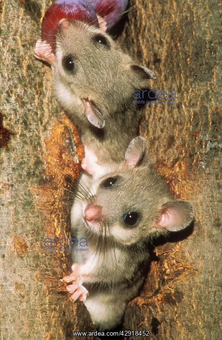 : Edible / Fat DORMICE - young eating plums : Edible / Fat DORMICE - young eating plums