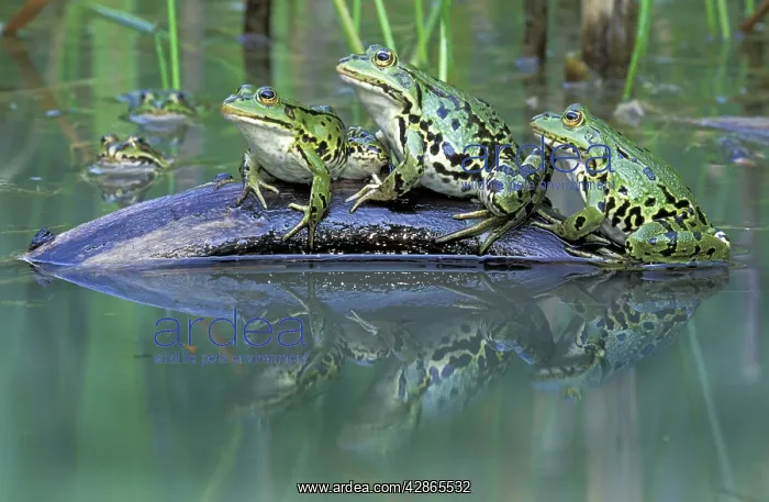 : Edible Frog : Edible Frog