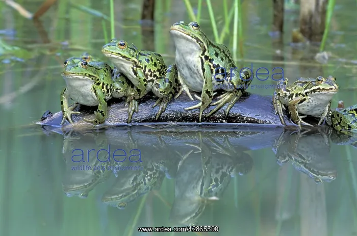 : Edible Frog : Edible Frog