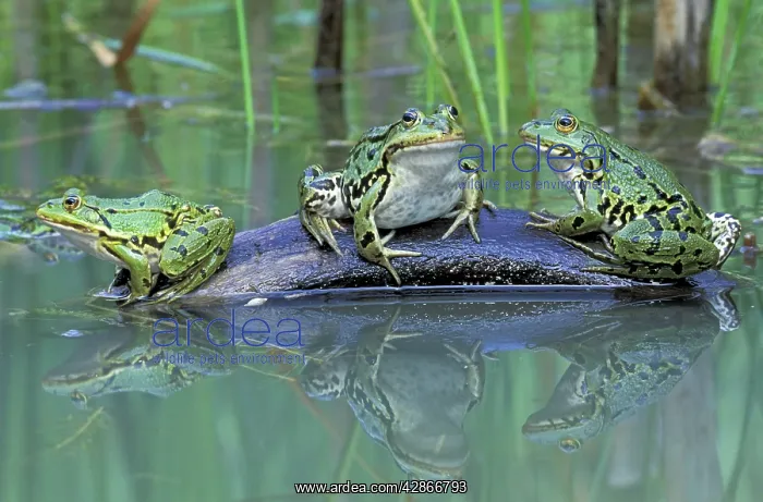 : Edible Frog : Edible Frog