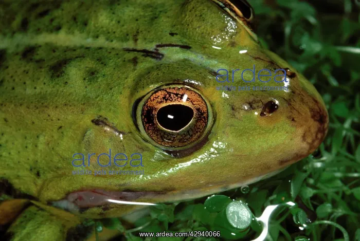 : Edible Frog : Edible Frog