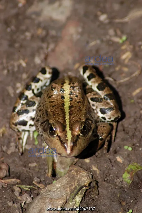  : Edible Frog
