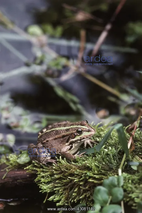  : Edible Frog