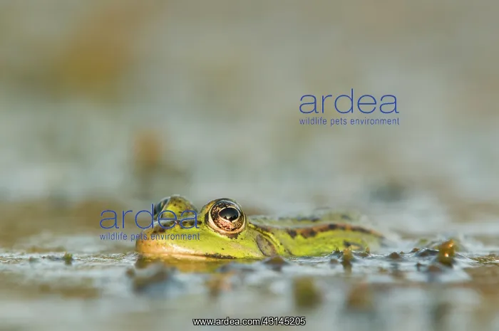 : Edible frog : Edible frog
