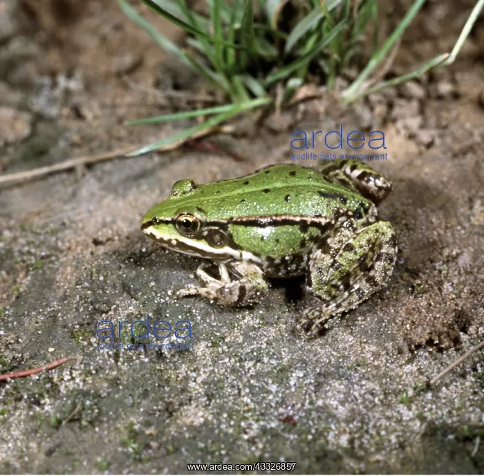 : EDIBLE FROG : EDIBLE FROG