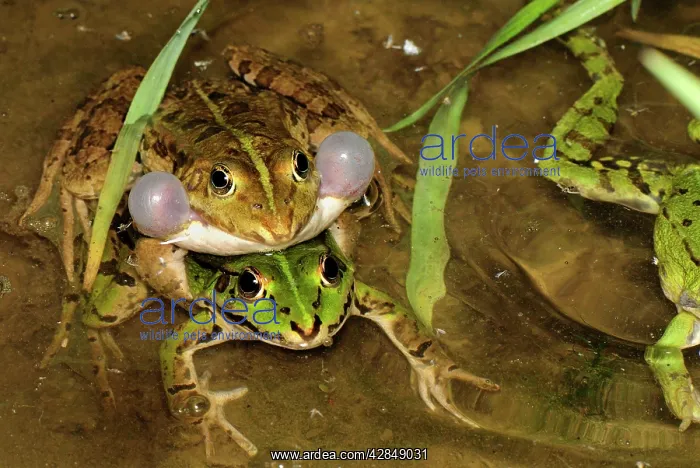 : Edible Frog - amplexus - calling : Edible Frog - amplexus - calling