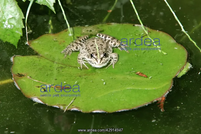 : Edible Frog - basking on leaf : Edible Frog - basking on leaf