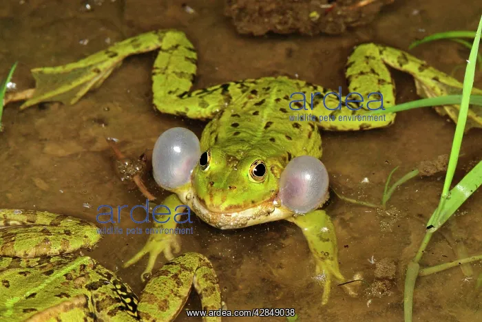 : Edible Frog - calling : Edible Frog - calling