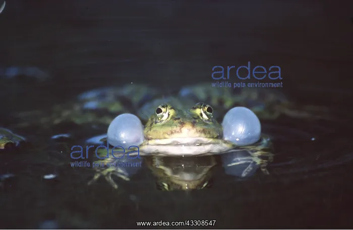 : EDIBLE FROG - calling with inflated vocal sacs : EDIBLE FROG - calling with inflated vocal sacs