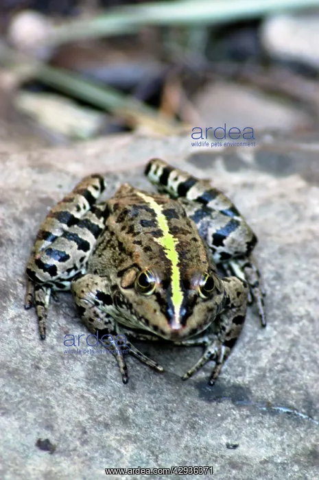 : Edible frog, Europe : Edible frog, Europe