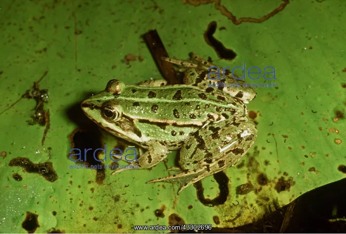 : EDIBLE FROG - On Lily Leaf : EDIBLE FROG - On Lily Leaf