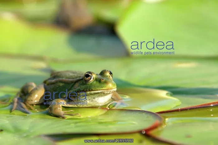 : Edible frog - on lily pad : Edible frog - on lily pad