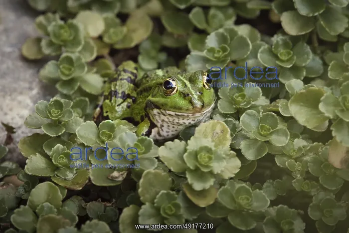  : Edible Frog (Pelophylax cl. esculentus) on a stone in the countryside