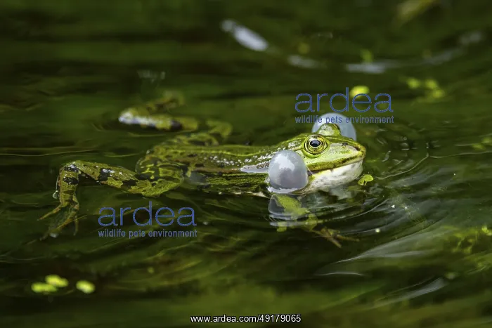 : Edible frog (Pelophylax esculentus) in a little lake in the water : Edible frog (Pelophylax esculentus) in a little lake in the water