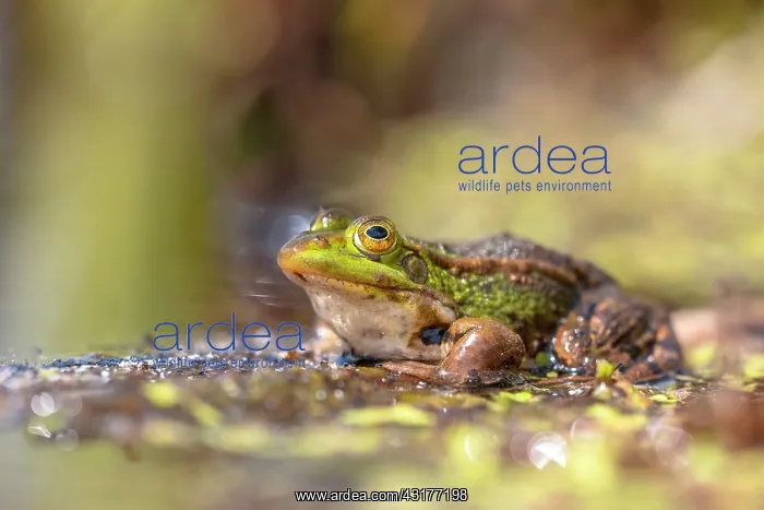 : Edible Frog (Pelophylax klepton esculentus) in natural habitat on the edge of a pond : Edible Frog (Pelophylax klepton esculentus) in natural habitat on the edge of a pond