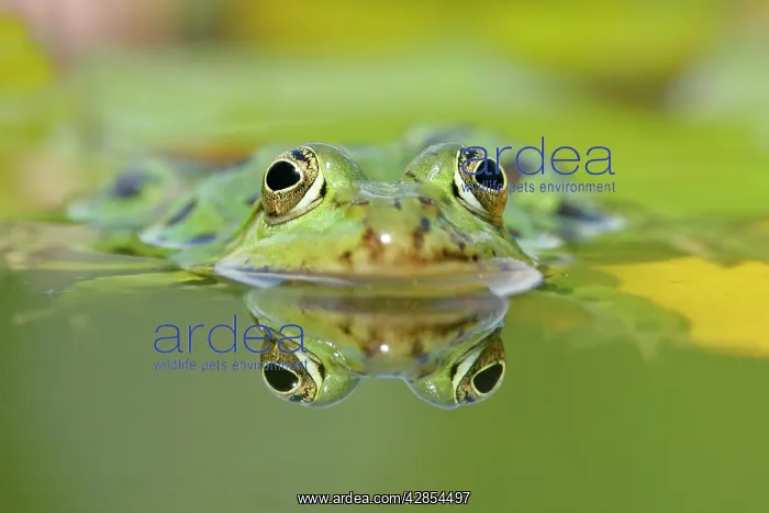 : Edible frog - front portrait of frog in water with : Edible frog - front portrait of frog in water with