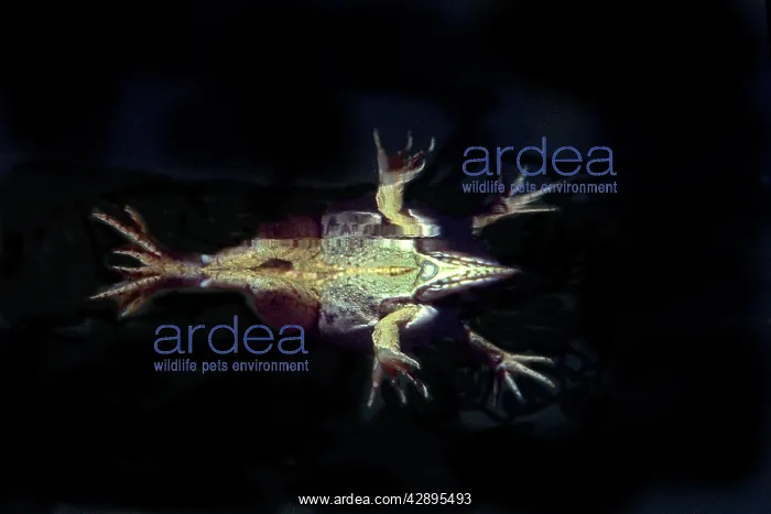 : Edible frog - from underneath : Edible frog - from underneath