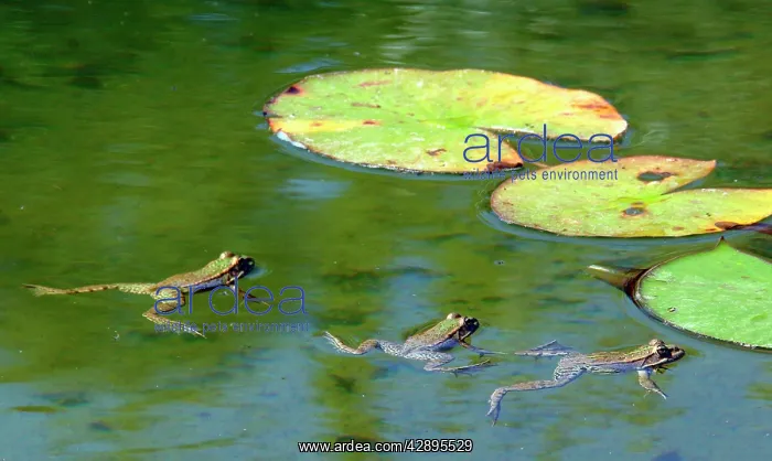 : Edible frog - three in water : Edible frog - three in water