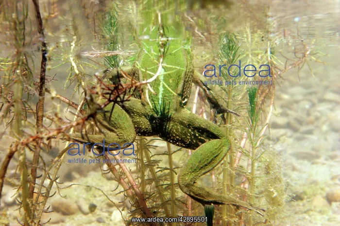 : Edible frog - in water showing back legs : Edible frog - in water showing back legs