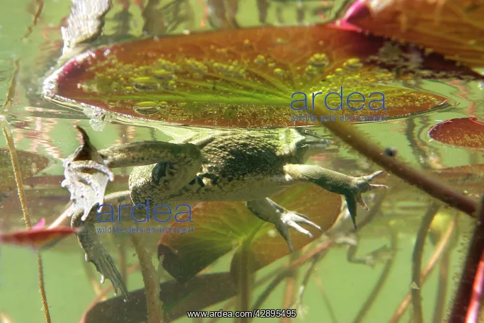 : Edible frog - in water from underneath : Edible frog - in water from underneath
