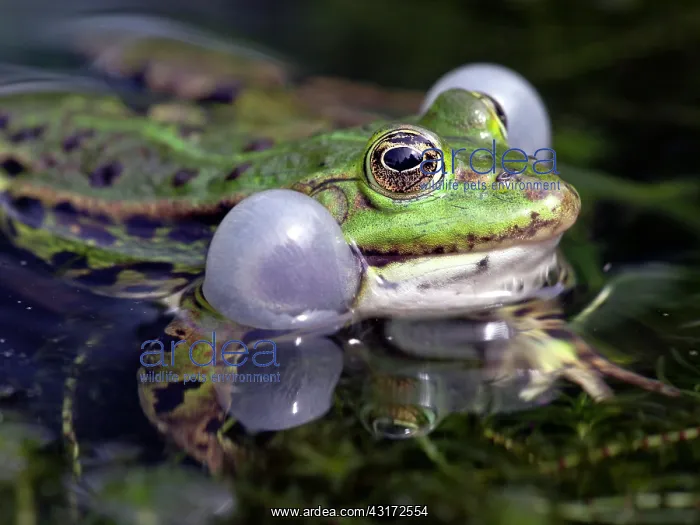 : Edible Frog(Rana esculenta) : Edible Frog(Rana esculenta)