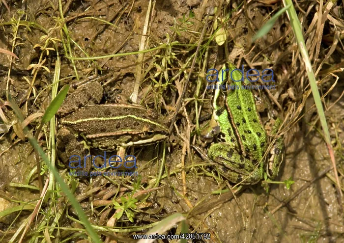 : Edible Frogs, basking in sun : Edible Frogs, basking in sun