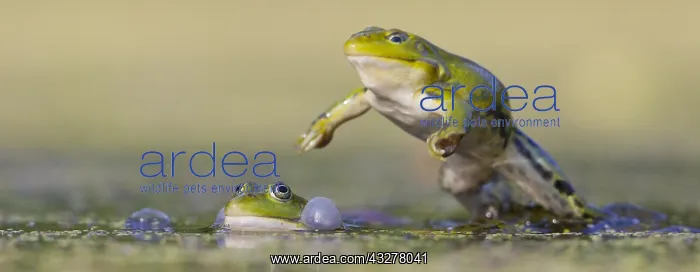 : Edible Frogs (Pelophylax esculentus) fighting i : Edible Frogs (Pelophylax esculentus) fighting i