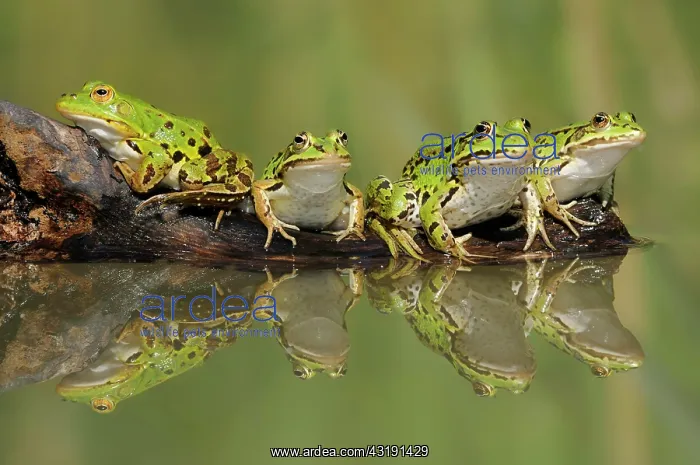 : Edible Frogs ( Pelophylax kl. esculentus) sitting : Edible Frogs ( Pelophylax kl. esculentus) sitting