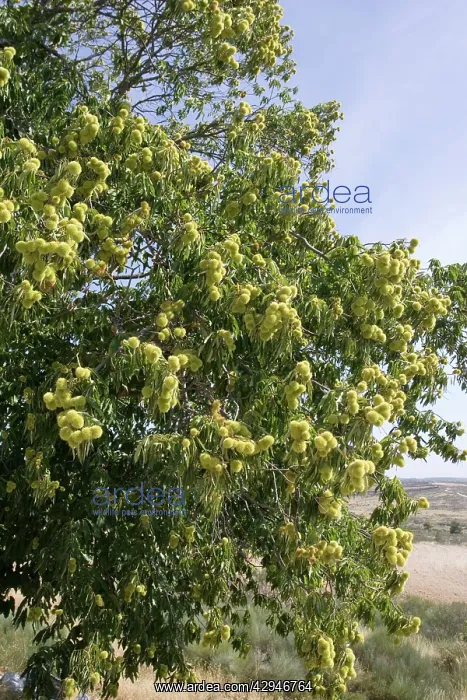 : Edible fruit on Sweet Chestnut tree : Edible fruit on Sweet Chestnut tree