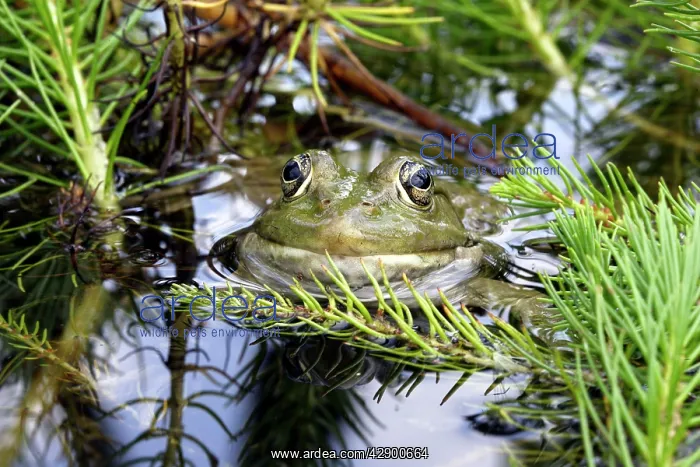 : Edible / Green Frog : Edible / Green Frog