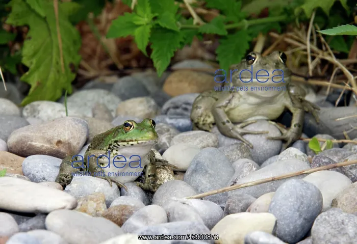 : Edible / Green Frog - two : Edible / Green Frog - two