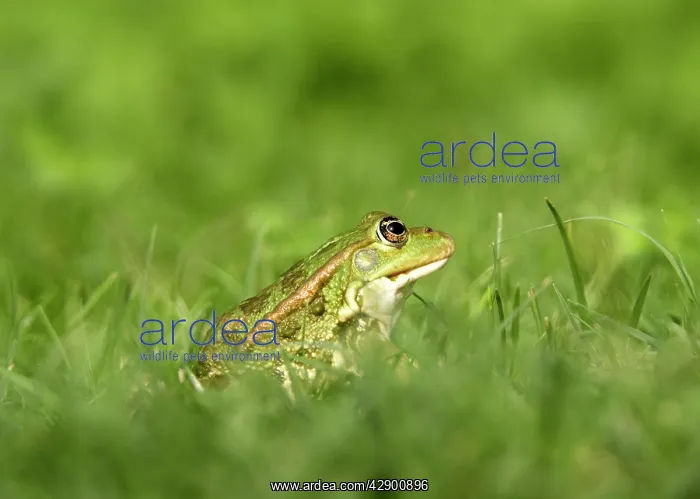 : Edible / Green Frog : Edible / Green Frog