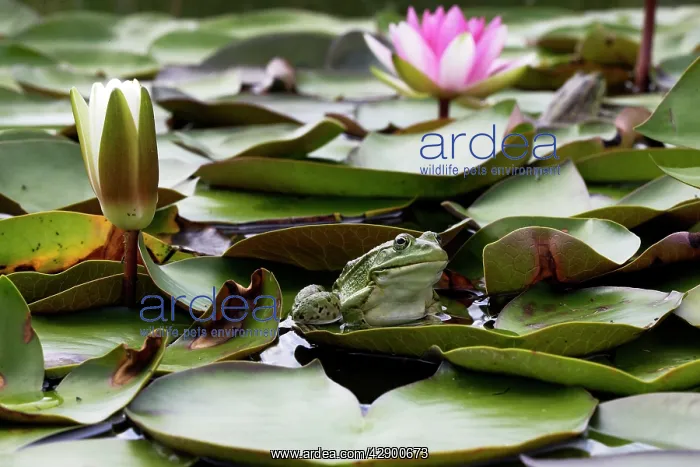 : Edible / Green Frog - resting on lily pads : Edible / Green Frog - resting on lily pads