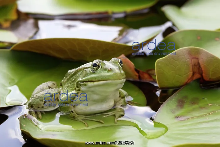 : Edible / Green Frog - resting on lily pads : Edible / Green Frog - resting on lily pads