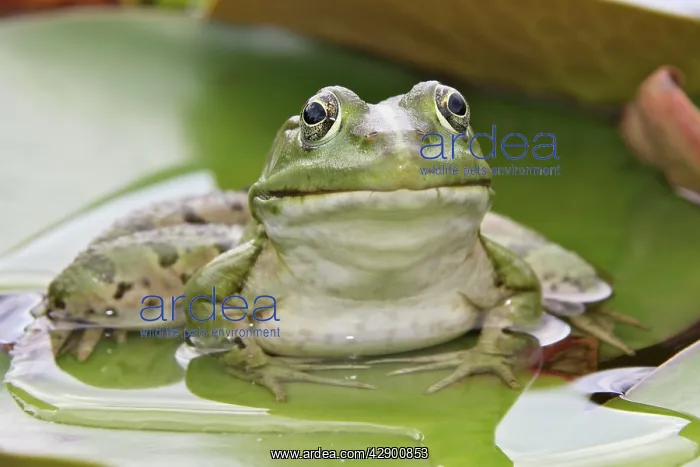 : Edible / Green Frog - resting on lily pads : Edible / Green Frog - resting on lily pads