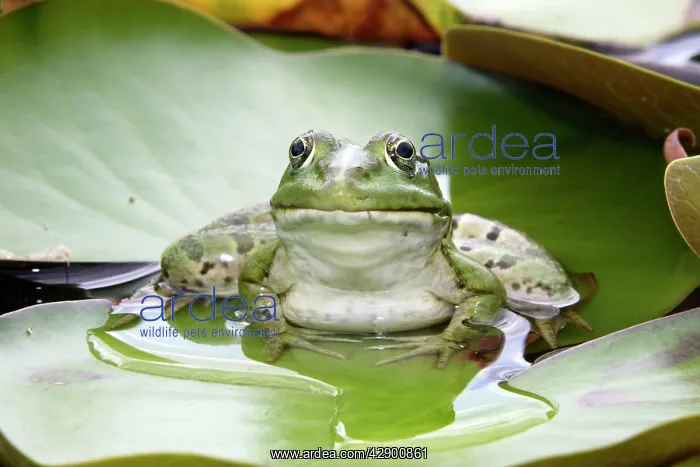 : Edible / Green Frog - resting on lily pads : Edible / Green Frog - resting on lily pads