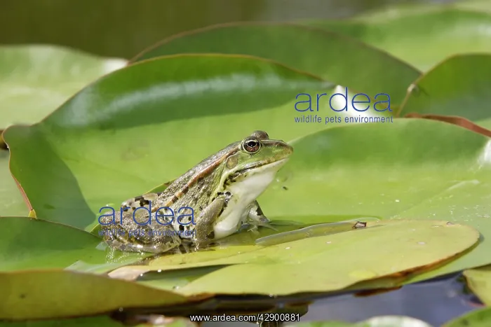 : Edible / Green Frog - resting on lily pads : Edible / Green Frog - resting on lily pads