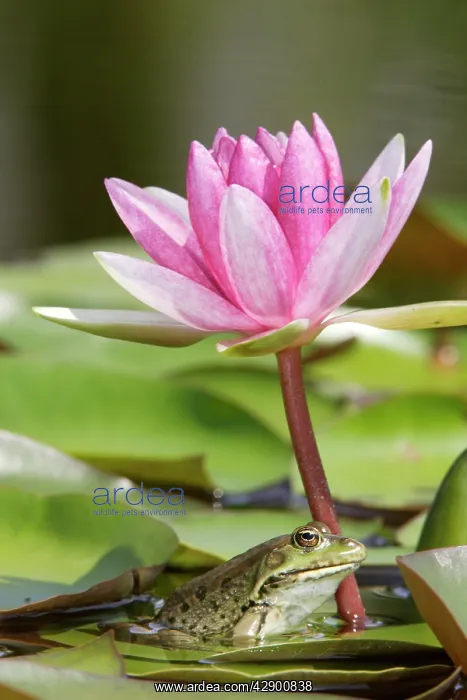  : Edible  /  Green Frog - resting under pond lily flower