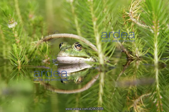 : Edible / Green Frog - in water : Edible / Green Frog - in water