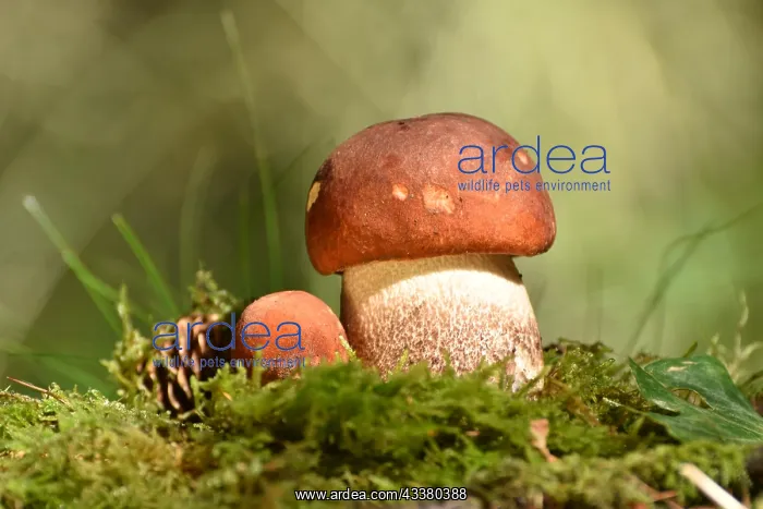 : Edible mushrooms of the mushroom species deciduous : Edible mushrooms of the mushroom species deciduous