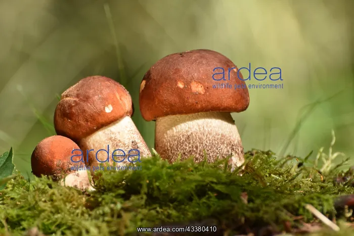 : Edible mushrooms of the mushroom species deciduous : Edible mushrooms of the mushroom species deciduous